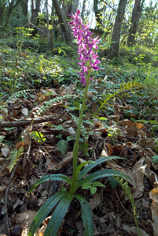 Chiedo conferma per Orchis mascula x Orchis provincialis